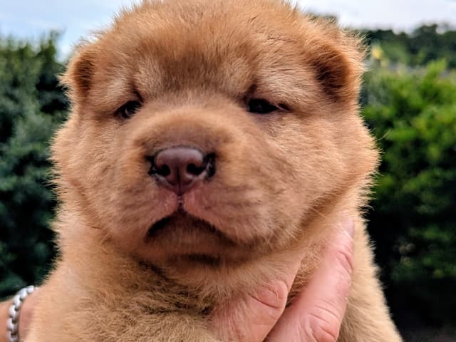 Shar Pei
