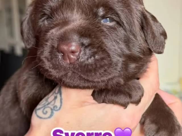 Labrador retriever · Erdal · Annettes Dreamangel