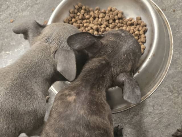 Staffordshire bull terrier