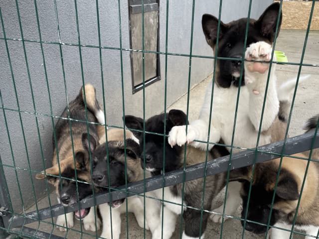 American Akita