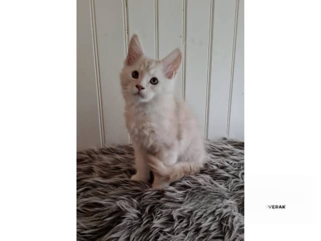 Maine Coon