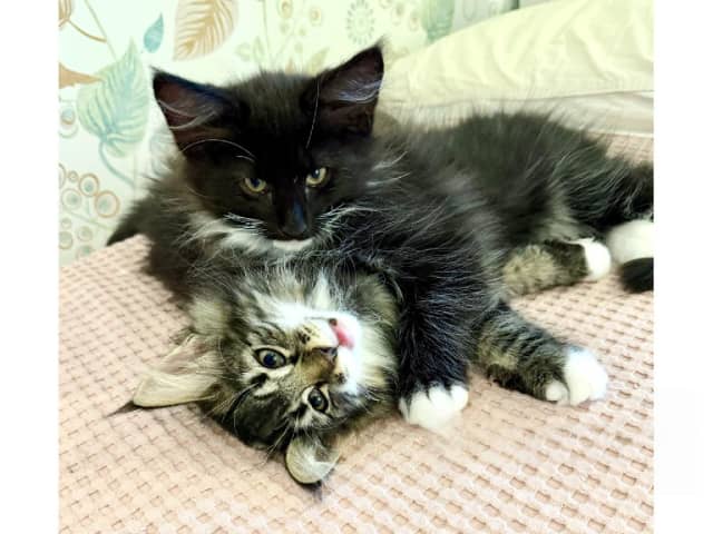 Norwegian Forest