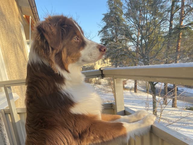 Australian Shepherd