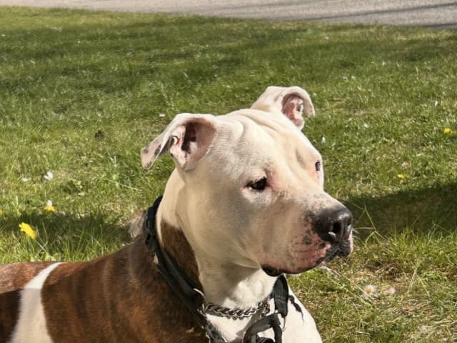 American Bully · Gävle · Evelina B.