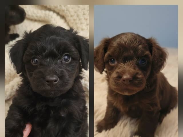 Maltipoo