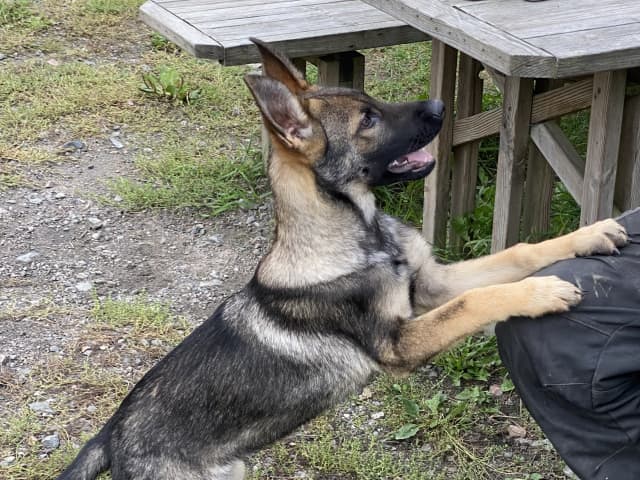 German Shepherd Dog · Ytterby · Kennel Sydgården och Noordhgårdens Kennel