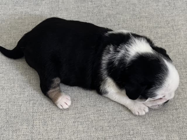 Pug · Malmö · Igno A.