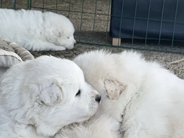 Samoyed