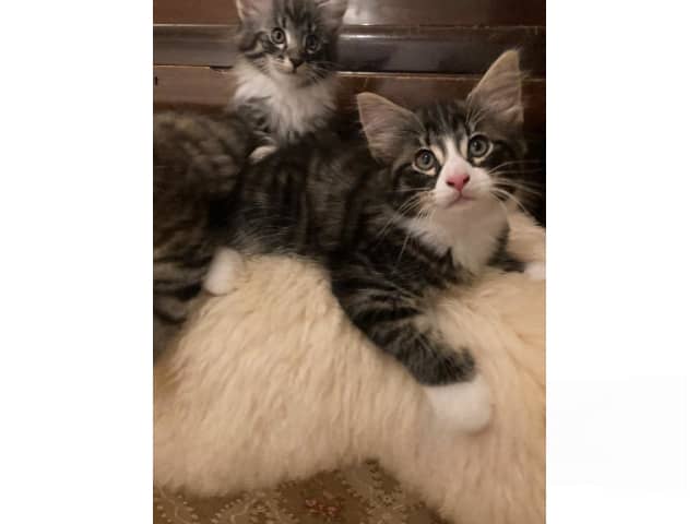 Norwegian Forest