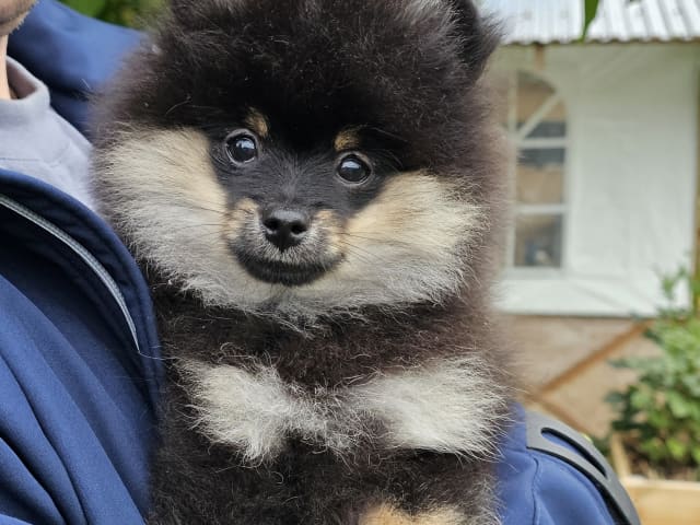 Pomeranian · Enköping · Pomsik Rakaaig
