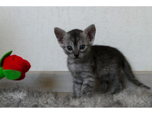 Egyptian Mau