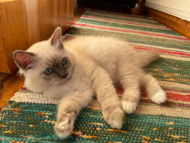 Birman