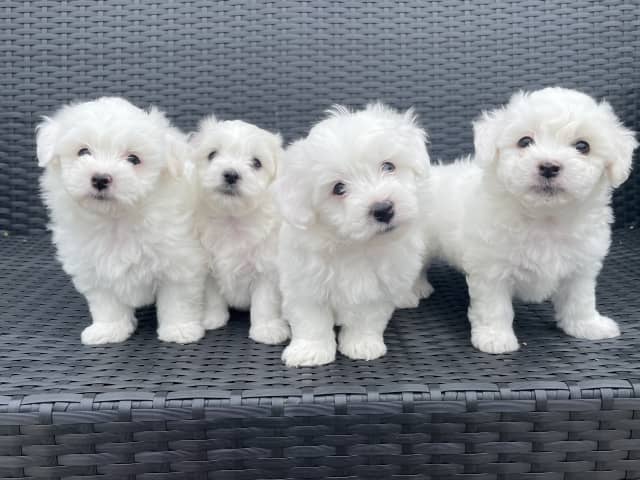 Bichon Frise