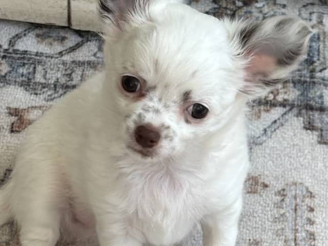 Chihuahua · Nacka · Andréa Fleischer