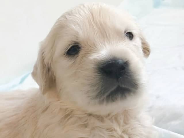 Golden Retriever