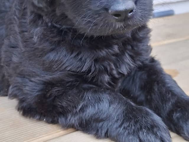 Labradoodle