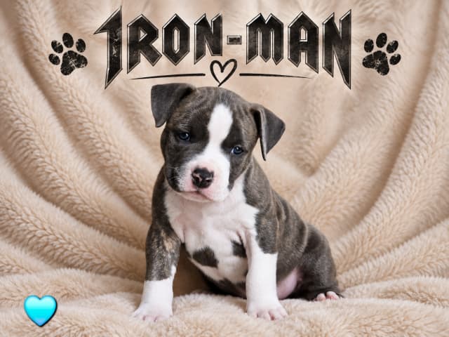 American Staffordshire Terrier