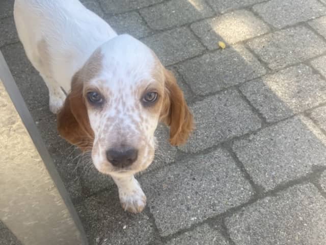 English Setter