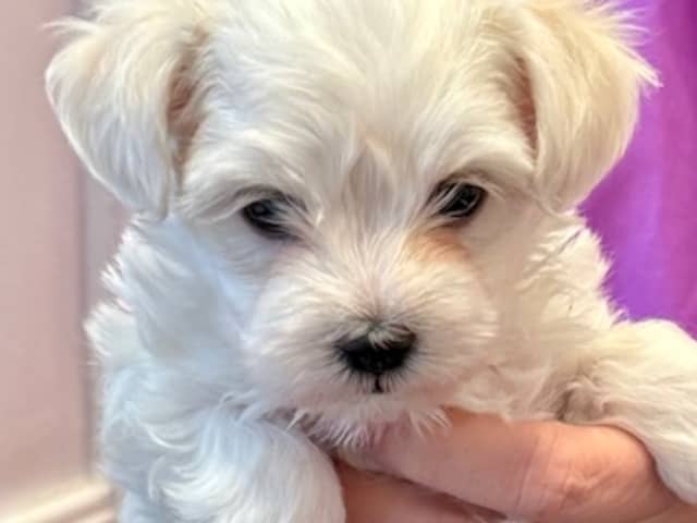 Maltese