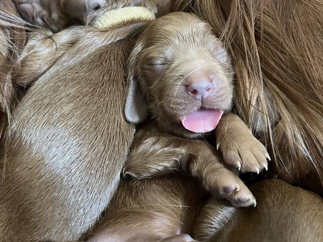 Irish Setter