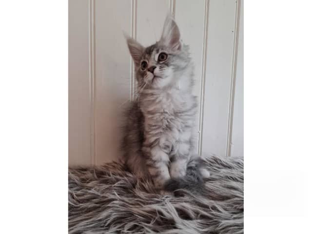 Maine Coon