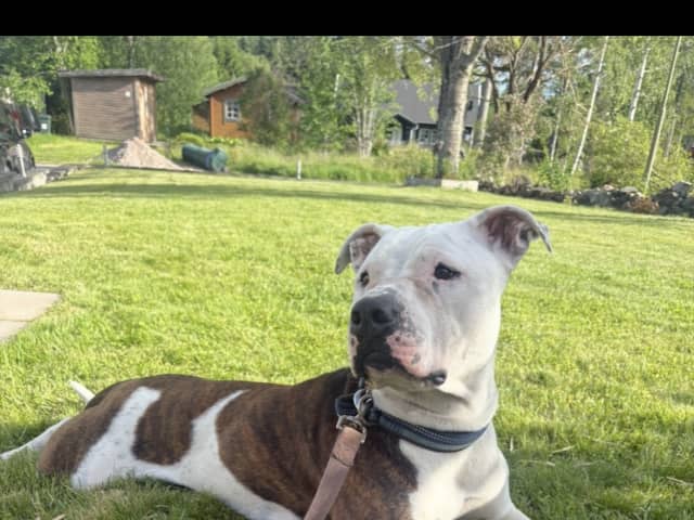 American Bully · Gävle · Evelina B.