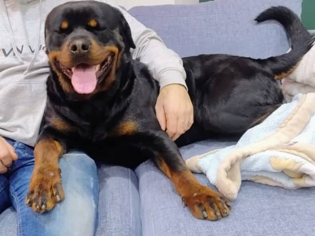 Rottweiler