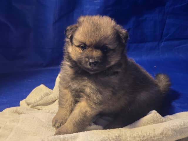 German Spitz – Mittelspitz · Luleå · Dålakungens kennel