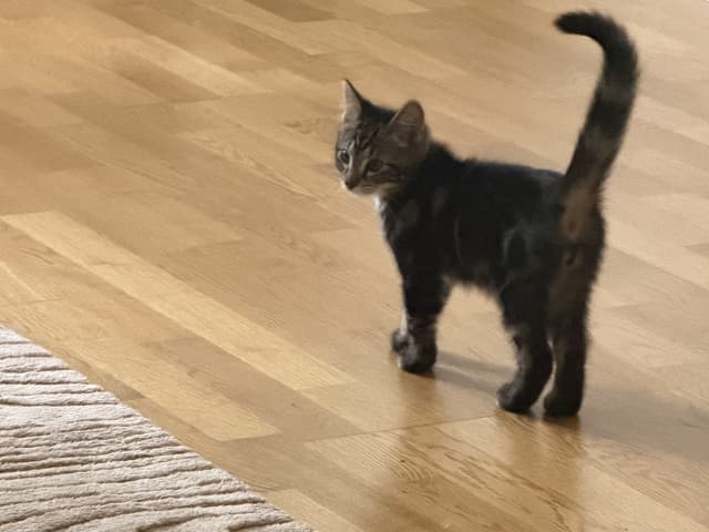 Norwegian Forest · Helsingborg · Nora A.
