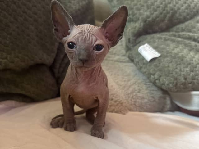 Sphynx