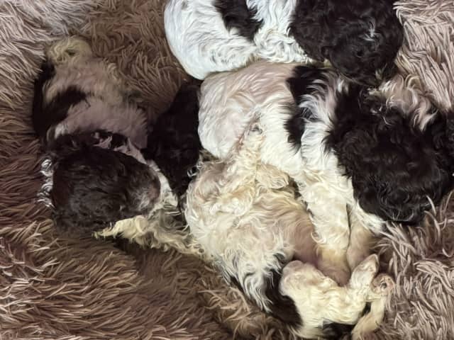 Lagotto Romagnolo