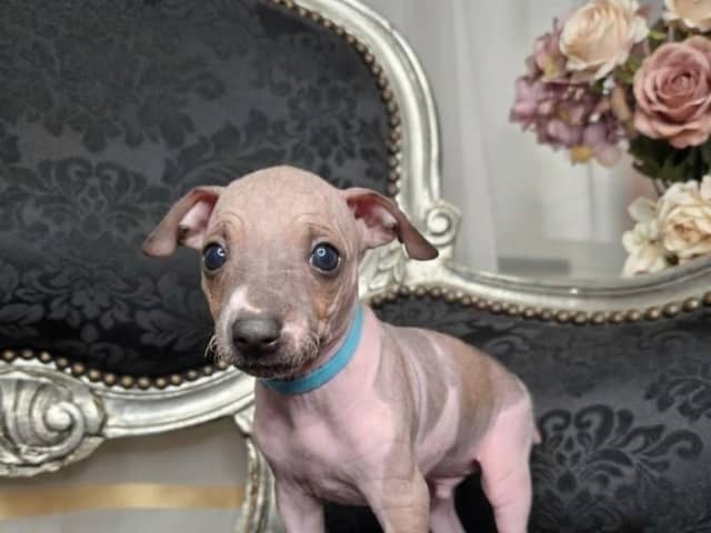 American Hairless Terrier · Upplands Väsby · AHT
