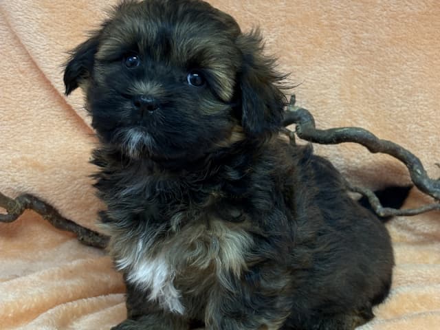 Havanese