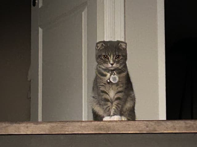 Scottish Fold