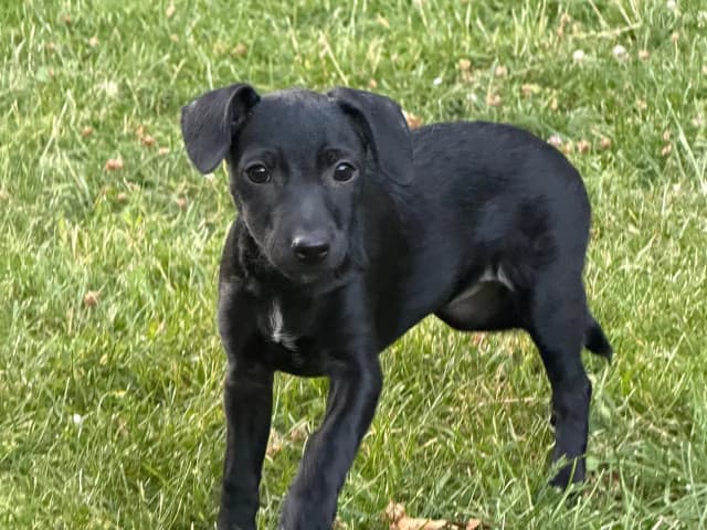 Xoloitzcuintle
