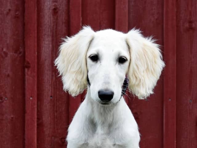 Saluki
