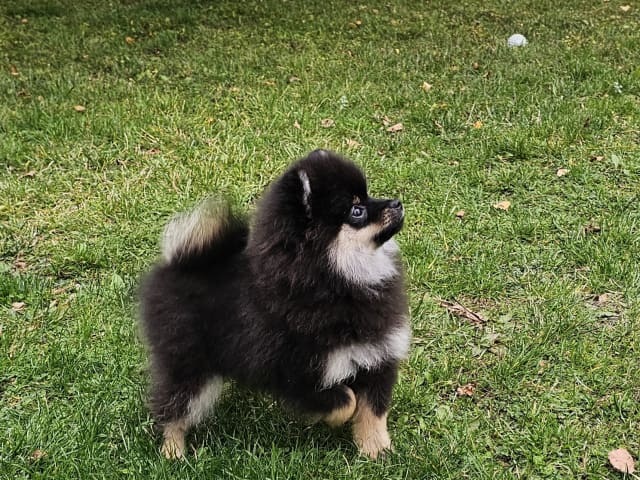 Pomeranian · Enköping · Pomsik Rakaaig