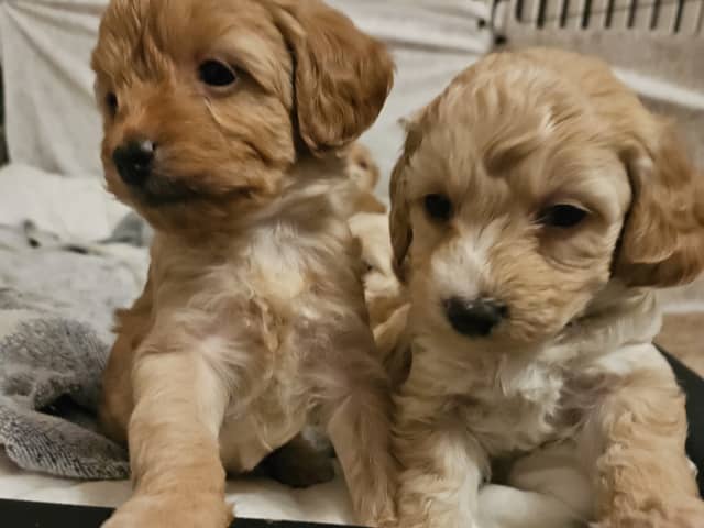 Maltipoo