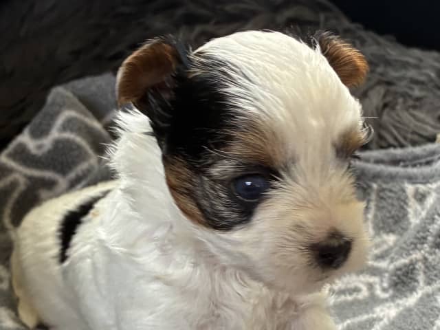 Biewer Terrier