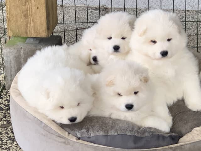 Samoyed
