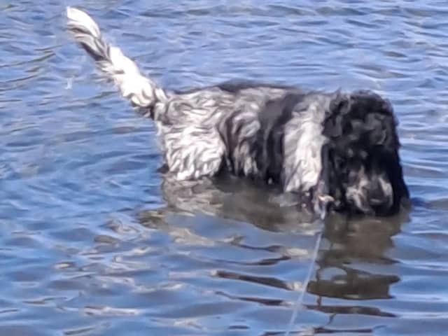 Cocker Spaniel