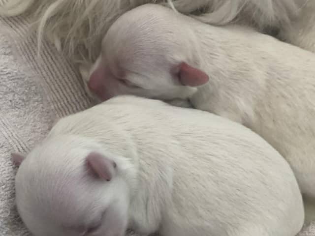 Maltese