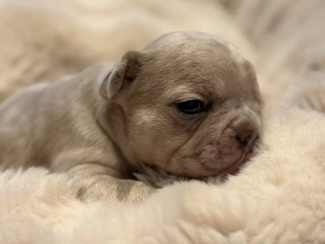 French Bulldog · Hörby · Chubby cheeks