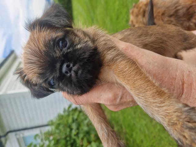 Brussels Griffon