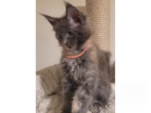 Maine Coon
