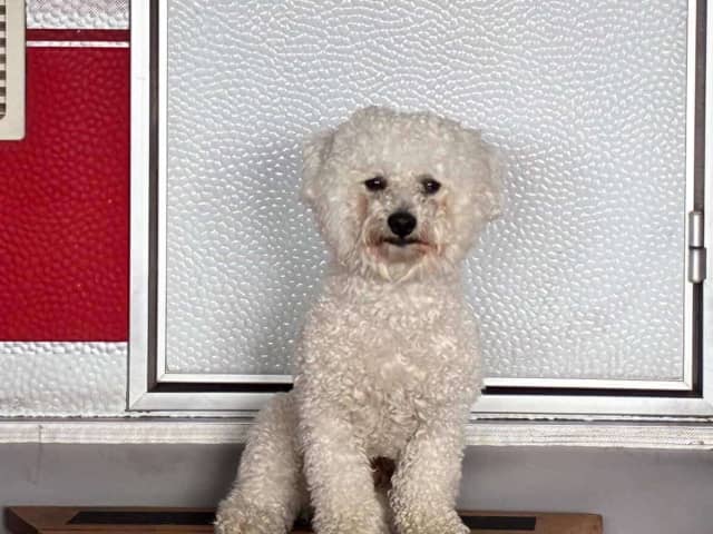 Bichon Frise