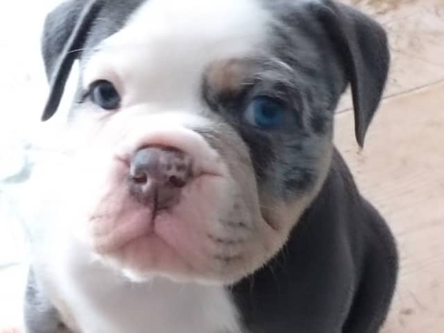 Olde English Bulldogge
