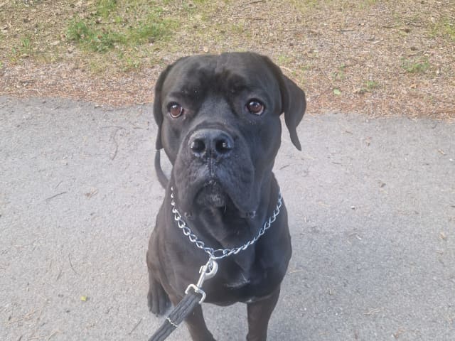 Cane Corso