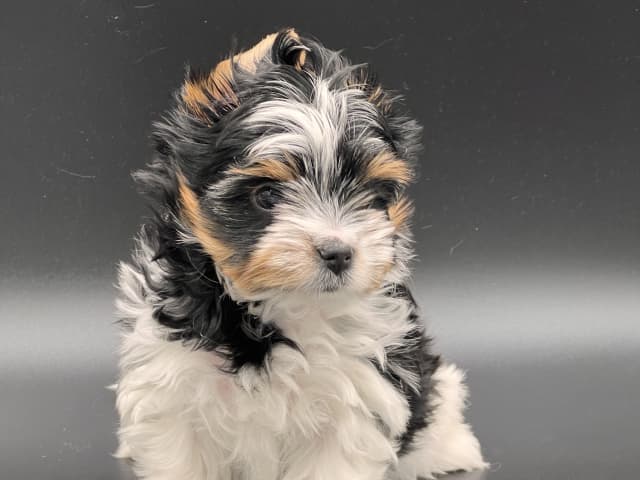 Biewer Terrier