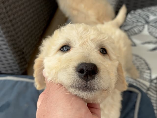 Goldendoodle